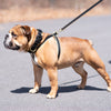 Up Country Color Market Dog Collar - Extra Wide 1.5"