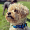 Up Country Crab Small Breed Dog Collar