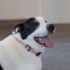 Up Country Howdy Dog Collar