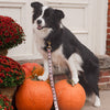 Up Country Witchy Dog Lead