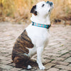Up Country Dahlia Darling Dog Collar