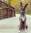 Up Country Dahlia Darling Dog Collar
