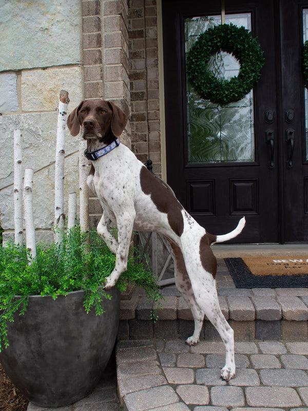 Up Country Daisy Dog Collar