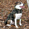 Up Country Camo Diamond Quilted Coat