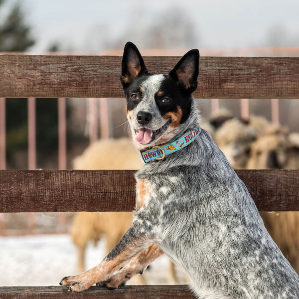 Up Country Howdy Dog Collar