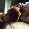 Up Country Donuts Extra Wide Dog Collar 1.5"