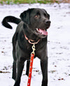 Up Country Foxy Martingale Dog Collar