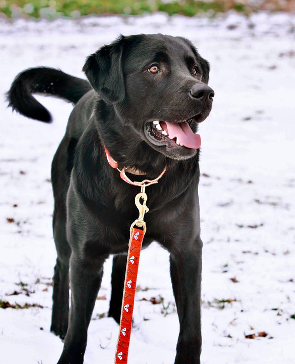 Up Country Foxy Martingale Dog Collar