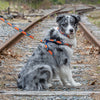 Up Country Feelin' Groovy Dog Harness