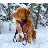 Rocky Mountain Dog Fernie Slip Lead