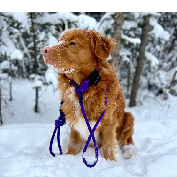 Rocky Mountain Dog Fernie Slip Lead