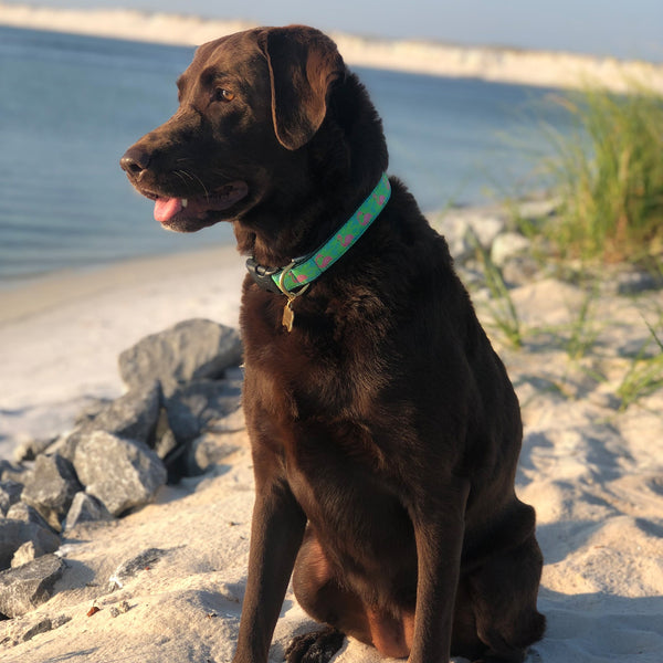 Up Country Flamingo Dog Collar