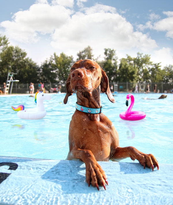 Up Country Floaties Dog Collar