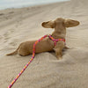 Up Country Flower Power Dog Harness