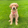 Up Country Flower Power Small Breed Dog Harness
