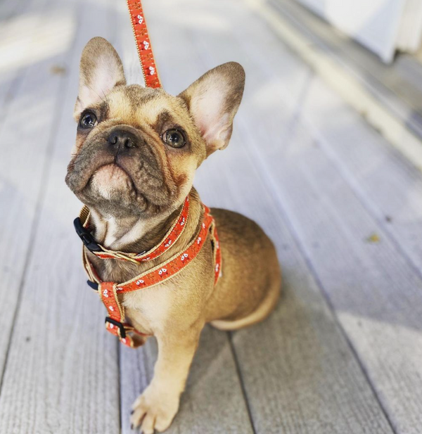 Up Country Foxy Small Breed Dog Lead