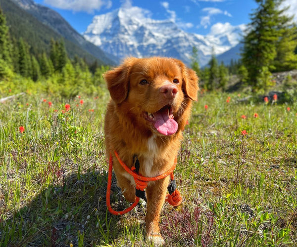 Rocky Mountain Dog Squamish Eco-Friendly Dog Rope Leash