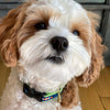 Up Country Funky Fish Small Breed Dog Collar