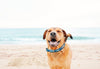 Up Country Funky Fish Dog Collar