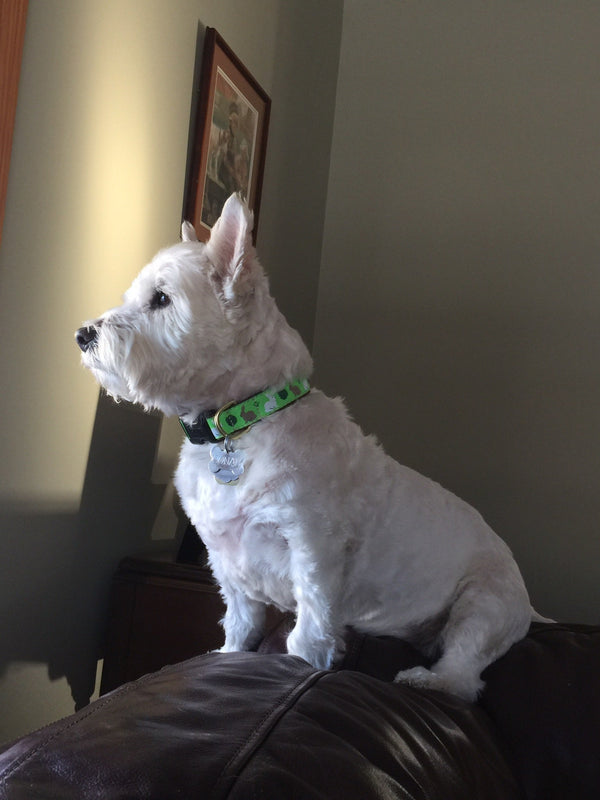 Up Country Garden Rabbit Dog Collar