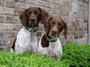 Up Country Gordon Plaid Dog Collar