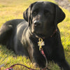Up Country Got Bones Dog Collar