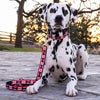 Up Country Got Bones Dog Collar