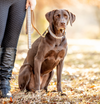 Up Country Gray Buffalo Check Dog Lead