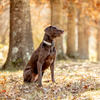 Up Country Gray Buffalo Check Dog Collar