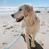 Up Country Color Market Dog Collar - Wide