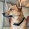 Up Country Color Market Dog Collar - Wide