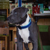 Up Country Color Market Dog Collar - Wide