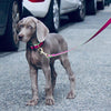 Up Country Color Market Dog Collar - Wide