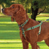 Up Country Color Market Dog Harness