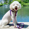 Up Country Color Market Dog Collar - Wide