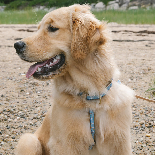Up Country Gull Watch Dog Harness