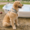 Up Country Gull Watch Dog Harness