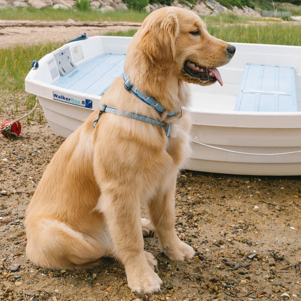 Up Country Gull Watch Dog Harness