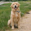 Up Country Gull Watch Martingale Dog Collar