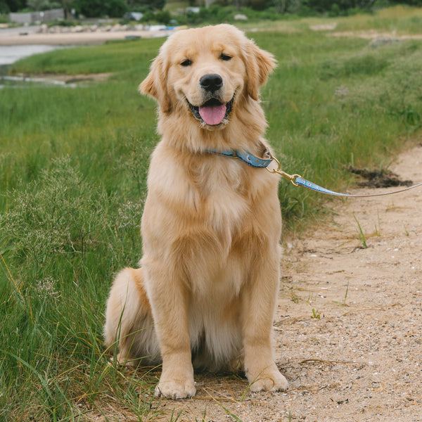 Up Country Gull Watch Martingale Dog Collar