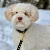 Up Country Heart of Gold Dog Lead
