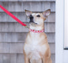 Up Country Heart to Heart Dog Collar