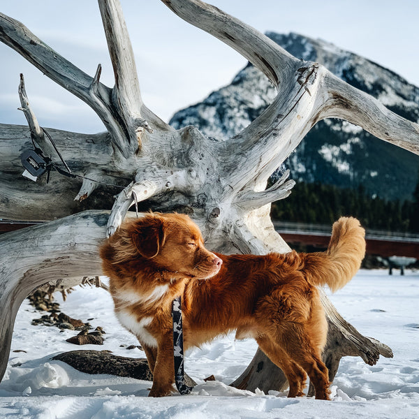 Rocky Mountain Dog The Grizzly All Mountain Dog Leash