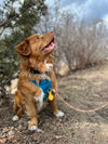 Rocky Mountain Dog AirTag Keychain Holder