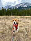 Rocky Mountain Dog Personalized Wooden Dog ID Tag