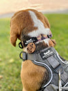 Rocky Mountain Dog Personalized Wooden Dog ID Tag