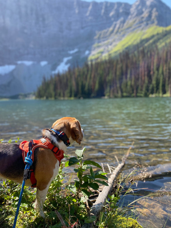 Rocky Mountain Dog Banff Alpine Dog Collar