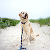 Up Country Ice Cream Dog Lead