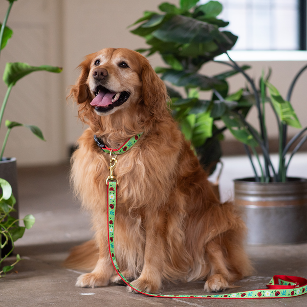 Up Country Ladybugs Dog Lead