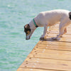 Up Country Lake Time Dog Collar